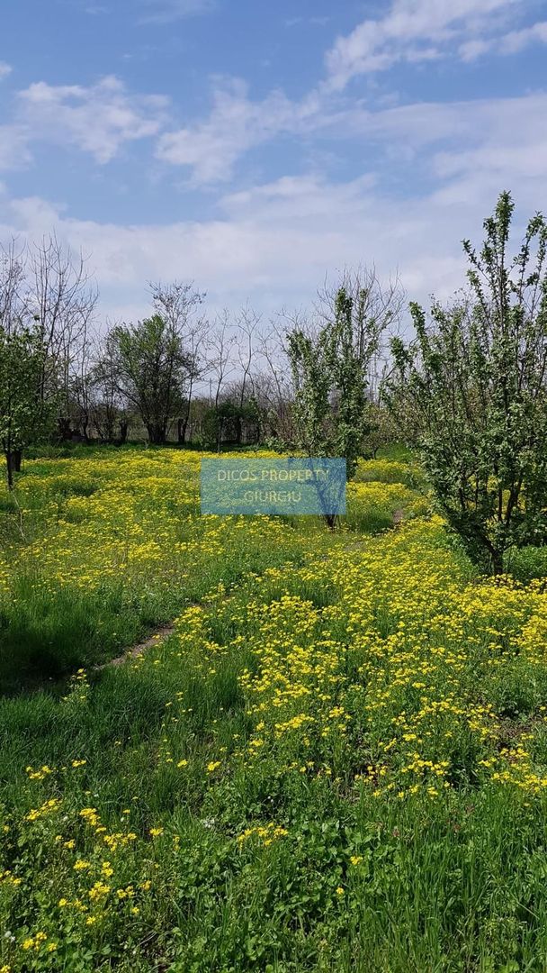 Teren 2.600 mp, utilități, Str. Merișor – Giurgiu - Poză 3