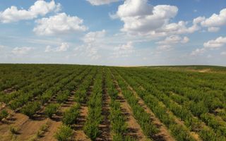 Ferma pomicola cu teren livada 270 ha - Timis - Poză 4