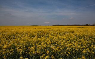 1.500 ha Teren agricol și pășune (Vestul României) - Poză 5