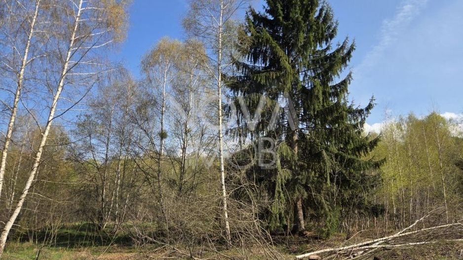 Teren intravilan de vanzare - Vistisoara - Poză 8