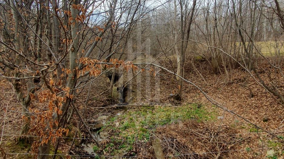 Teren Intravilan 2.938 mp | Tocile - Poză 13