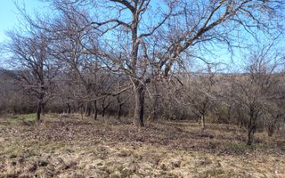 Două case de vânzare – Cerisor – teren generos 6996 mp - Poză 16