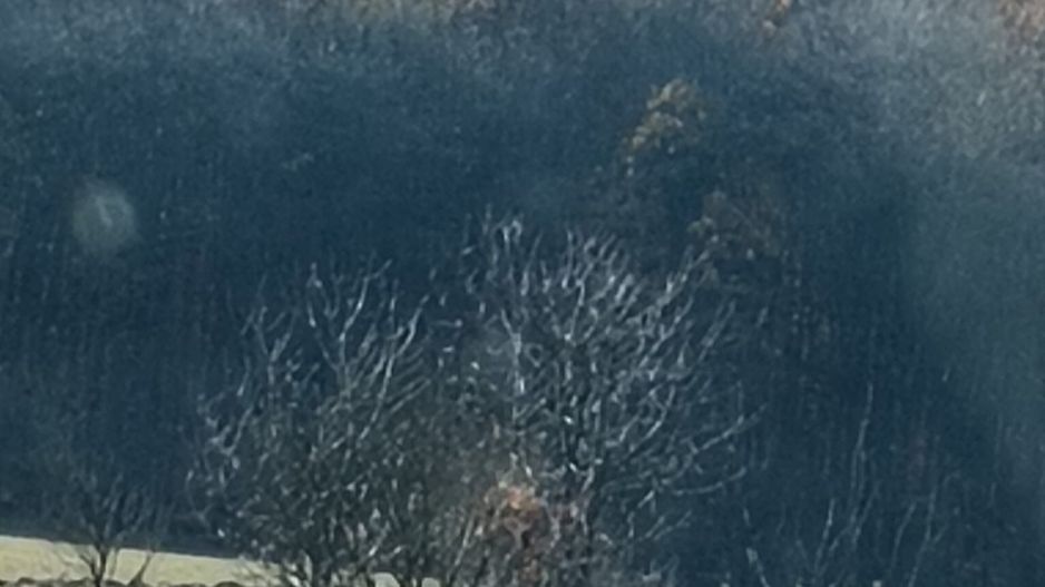 Teren langa Padure Dragomirna 40 Ari ISuceava/Dragomirna I 65.000Euro - Poză 3