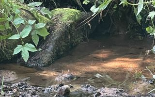 COMISION 0 20.000 MP TEREN EXTRAVILAN CU PADURE ZONA TURISTICA VISAGU VLADEASA - Poză 1