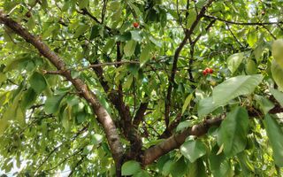 Casa Ciocanesti Cretu - 2 camere cu teren 2539 mp  - Jud. Dambovita - Poză 40