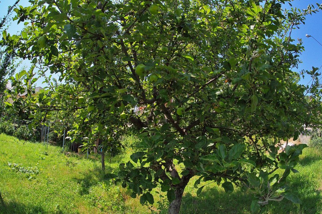 Vanzare teren intravilan, Prundu - Poză 11