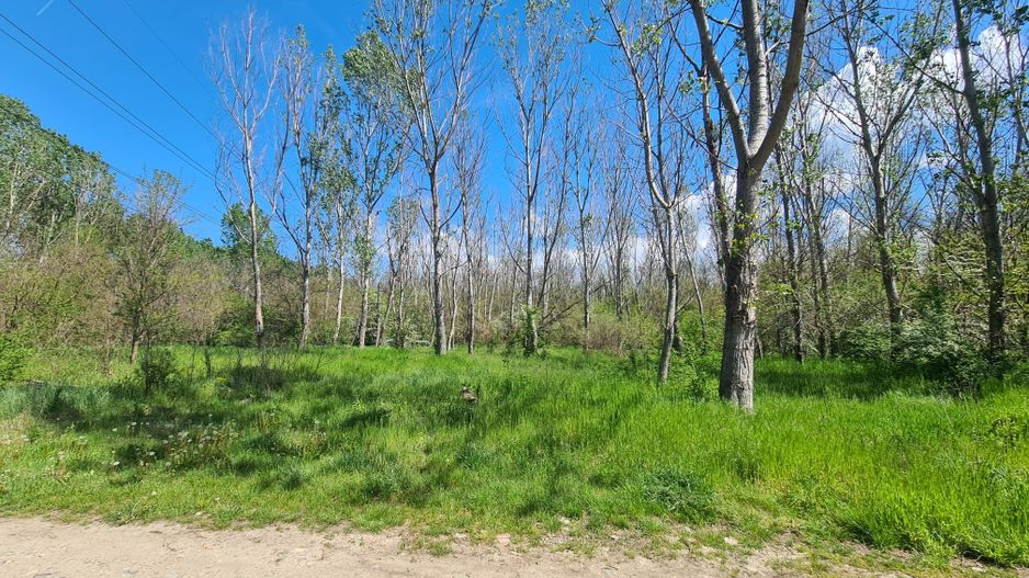 Teren de vanzare / Dem Radulescu - Poză 5