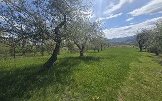 Teren 5400 mp superb cu livada si vedere spre munti Orlat - Poză 12