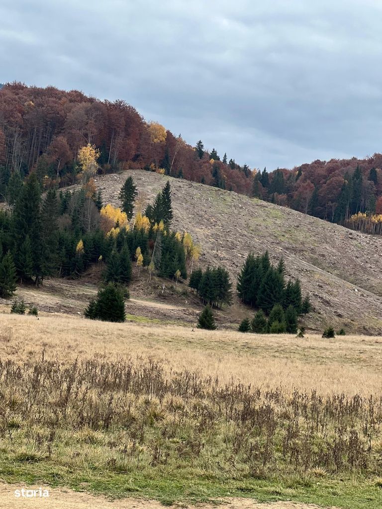 Agentia Licarom propune la vanzare teren 2,83 ha Poiana  Brasov - Poză 1