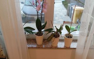 Apartament In Grigorescu , terasa cu zona verde, parcare 2 masini - Poză 3