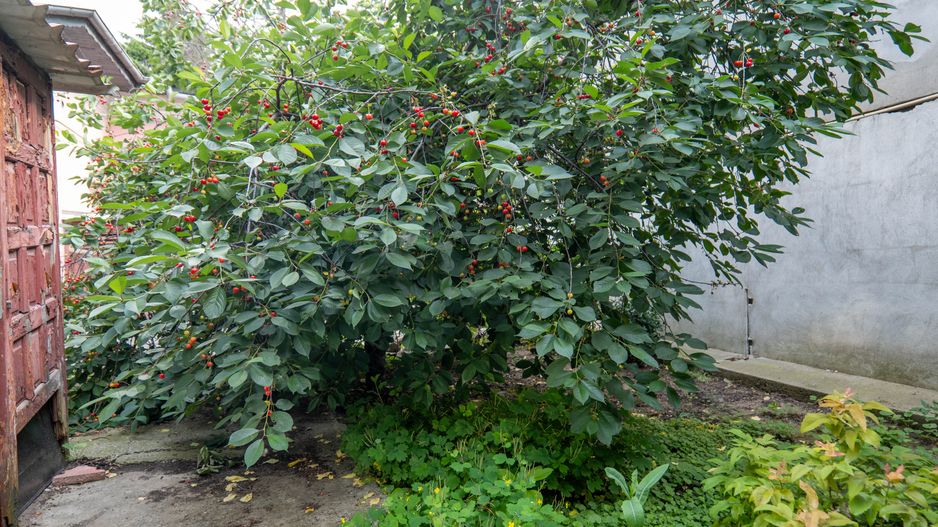 Casă individuală de vanzare + teren intravilan 539 mp - Parc Bazilescu - Poză 15