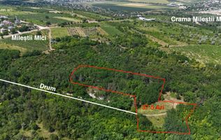Teren de 37.5 ari în inima pădurii – Oportunitate unică de investiție lângă Crama Mileștii Mici!