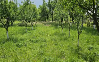 Casă 120 mp + teren 25 ari – Bușag, Tăuții Măgherăuș - Poză 13