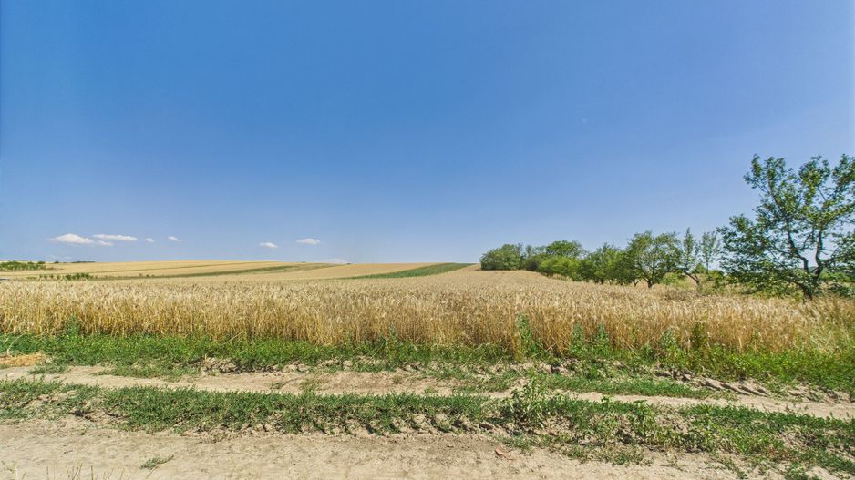 Teren intravilan + extravilan în Remetea Mică - Poză 7