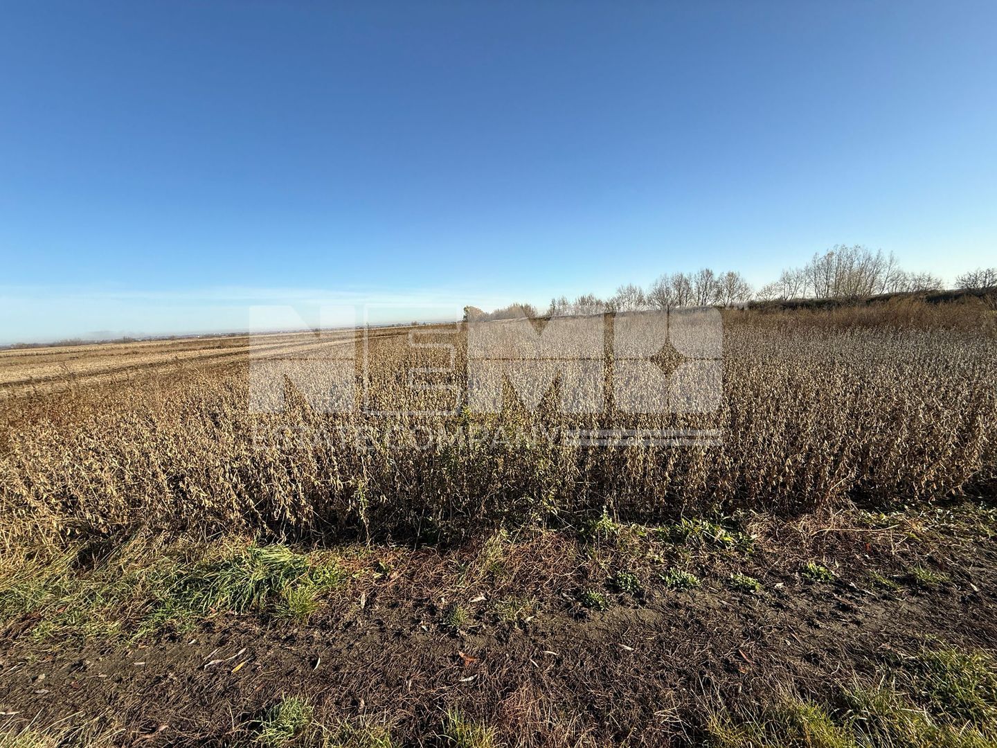 TEREN EXTRAVILAN | 35 ARI | HORODNIC DE JOS | - Poză 2