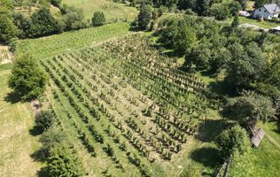 Ferma agricola, plantatii de mure, trandafiri, vita-de-vie