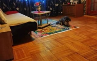 Apartament 2 camere Iosefin - Poză 1