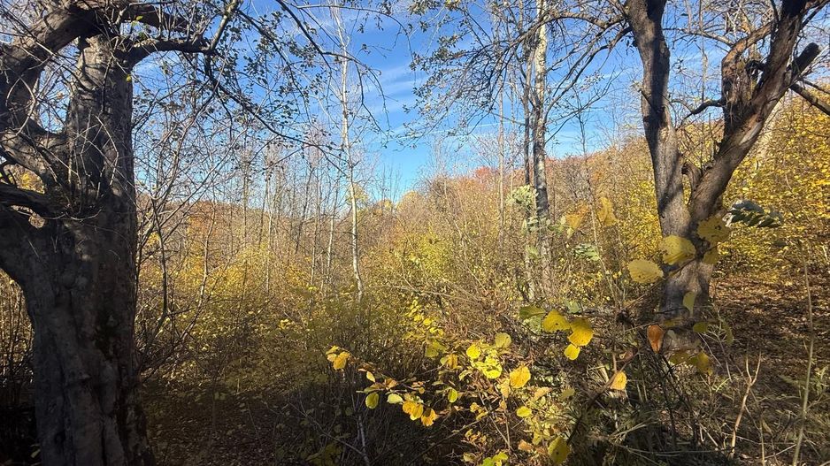 Teren langa pădure 6400mp+casa demolabila-deschidere 35 ml - Poză 6