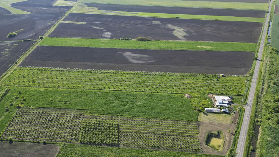 Livadă de nuci și pruni 2.4ha în Variașul Mare - Poză 19