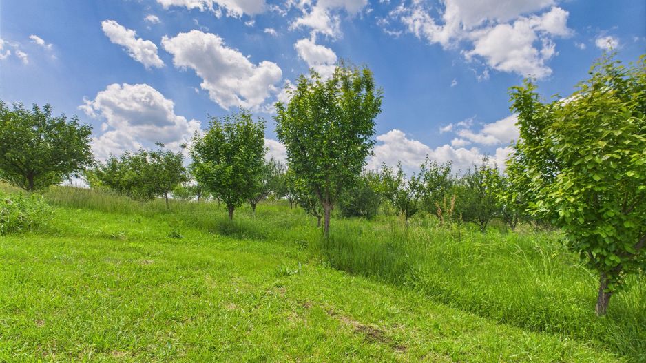 Teren cu baltă- oportunități multiple la Fibiș - Poză 3