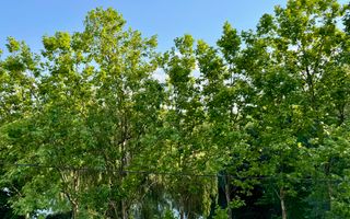 Vila cu 5 camere  *366mp* / Curte privată *315mp* / Pipera - Lake View - Poză 50