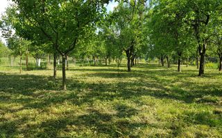 Teren cu utilități 2052 mp - Oradea - str. Făgetului - Poză 17