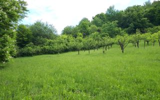 Teren de vanzare - Extravilan - 4288mp - Gusterita - 0% Comision - Poză 3