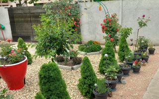 Parter cu structură pentru etaj, curte amenajată și organizare impeca - Poză 24