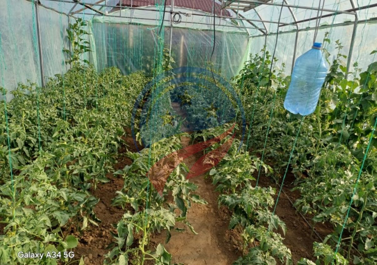 Casa cu teren generos/de vanzare/com Leu, Dolj - Poză 23