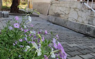 Casa zona Bogdanestilor Pozitie Unica Teren generos Comision 0 - Poză 15