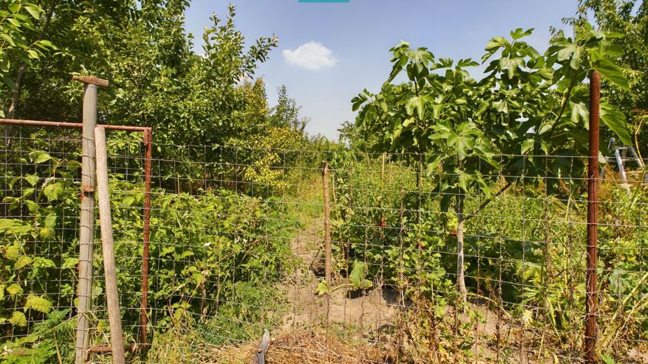 Casă cu livadă de pomi în Dorobanți - Poză 21