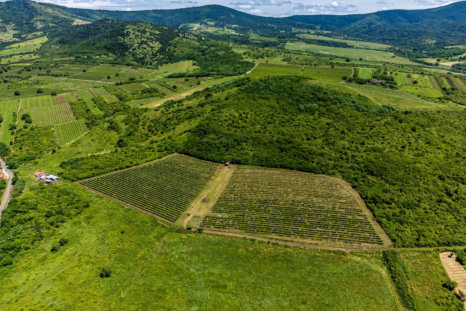 PRET REDUS Oportunitate de afacere, Teren cu vita de vie - Poză 3