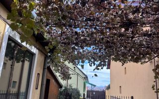 Casa individuala |  4 camere  | 2 corpuri | zona Turnisor - Poză 19