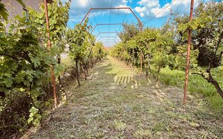 VILA CU 14 CAMERE SI 3405 MP TEREN IN SANMARTIN - Poză 7