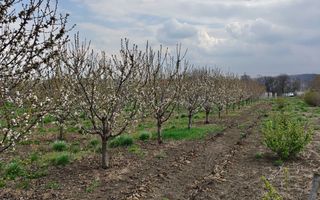 Teren de vanzare sat Madarjesti (langa Sarca) - Poză 2