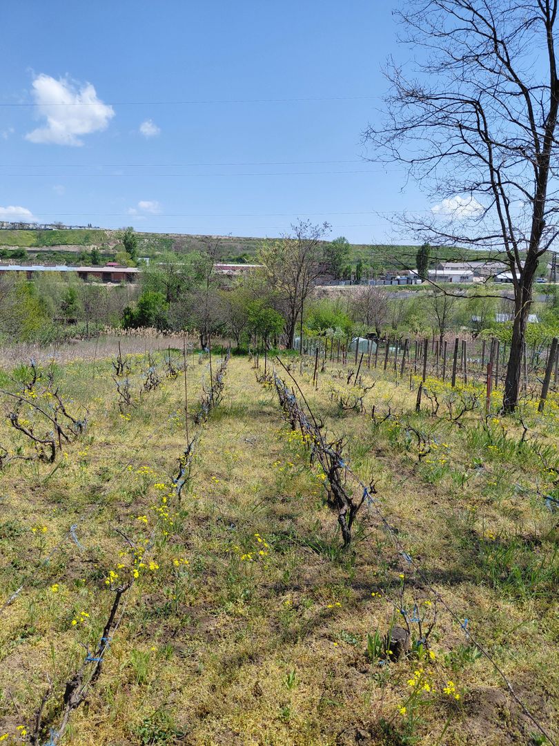 Teren intravilan 3.250 mp în Filești – Ideal pentru casă sau investiție! - Poză 10