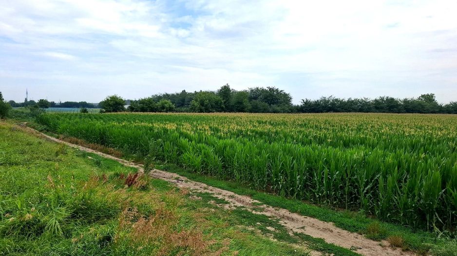 Teren de vanzare Serbanesti/Holt - Poză 1