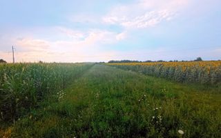 Teren extravilan de vânzare – 13 ari, deschidere la drum 7m - Poză 3