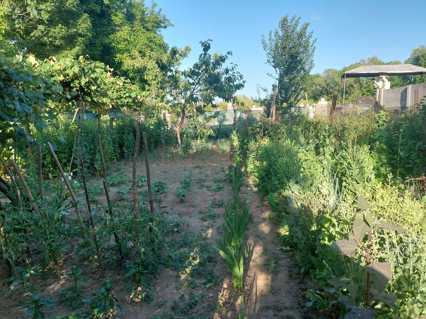 CASĂ 5 CAMERE\ OȚELU-ROȘU\ZONA CIREȘA \ COMISION 0% - Poză 21