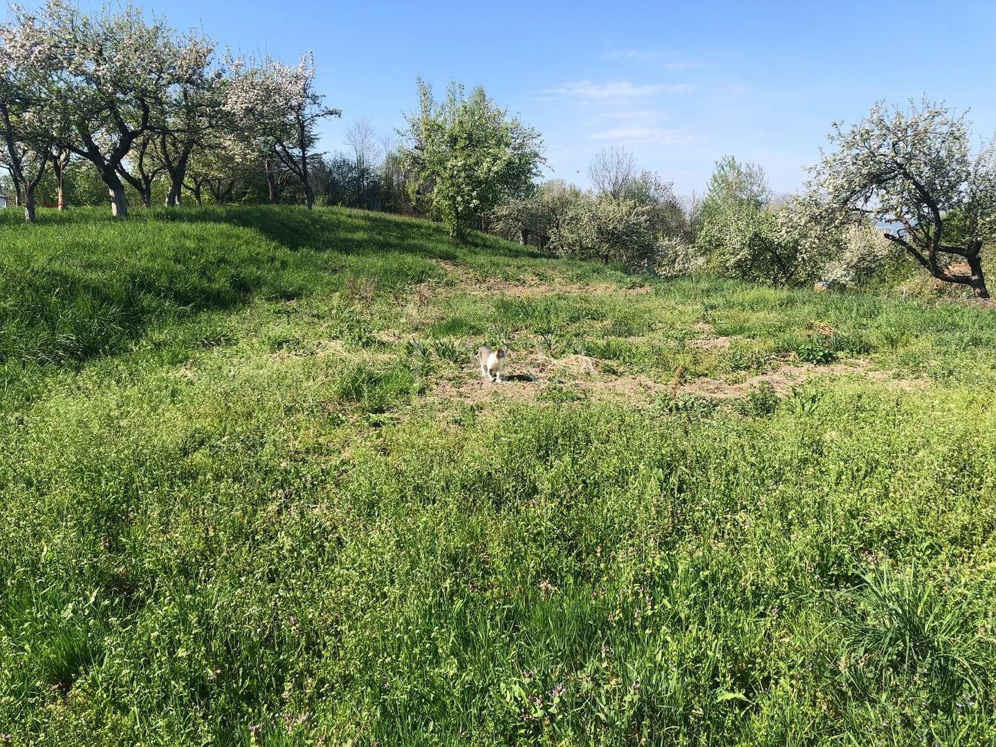 Teren Intravilan, zona Feleacu - Poză 1