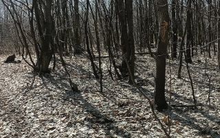 Teren forestier de vânzare, 1 ha, județul Neamț, comunele Rediu Borlești, OS Tazlău - Poză 6