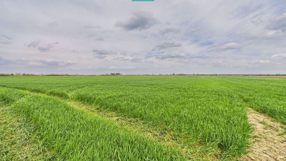 Teren extravilan 19.900 mp – Giroc centură - Poză 4