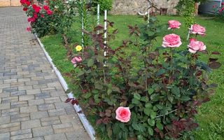 Casă individuală - 5 camere I Avrig  I Teren 1540 - Poză 2