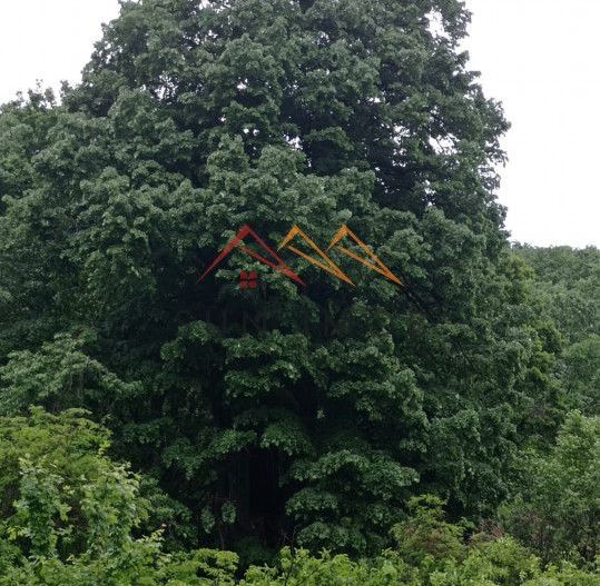 Teren 2500 mp, acces drum asfaltat, Bustenari, Telega Prahova - Poză 5