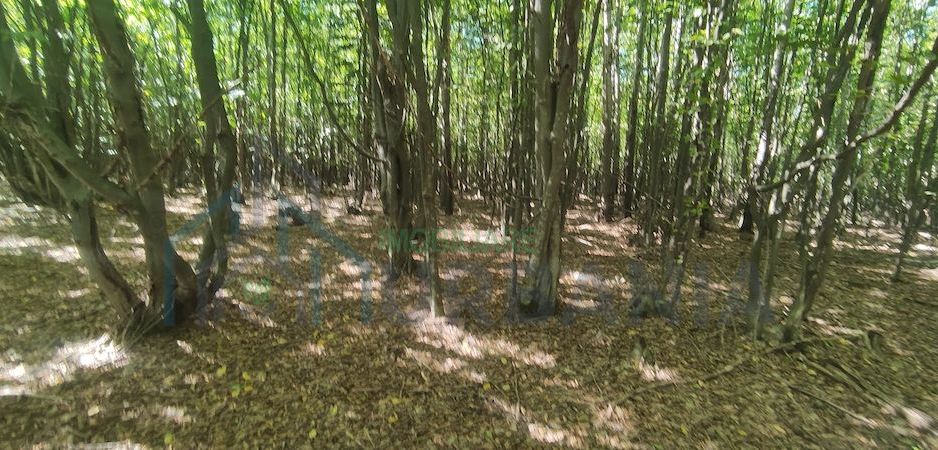 Teren forestier de vânzare, 1 ha, județul Neamț, comunele Rediu Borlești, OS Tazlău - Poză 8