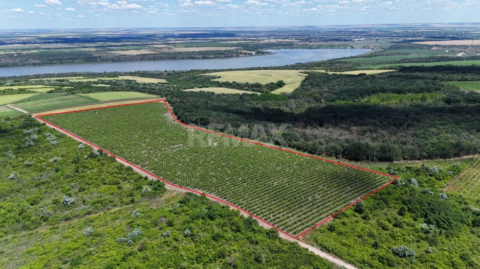 Plantație de viță-de-vie 5,7 ha  investiție cu recuperare rapidă - Poză 1