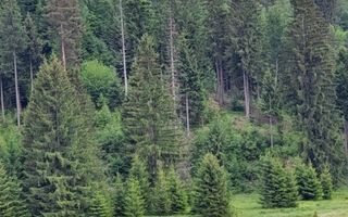 Teren intravilan în Poiana Brașov, 0% COMISION - Poză 4