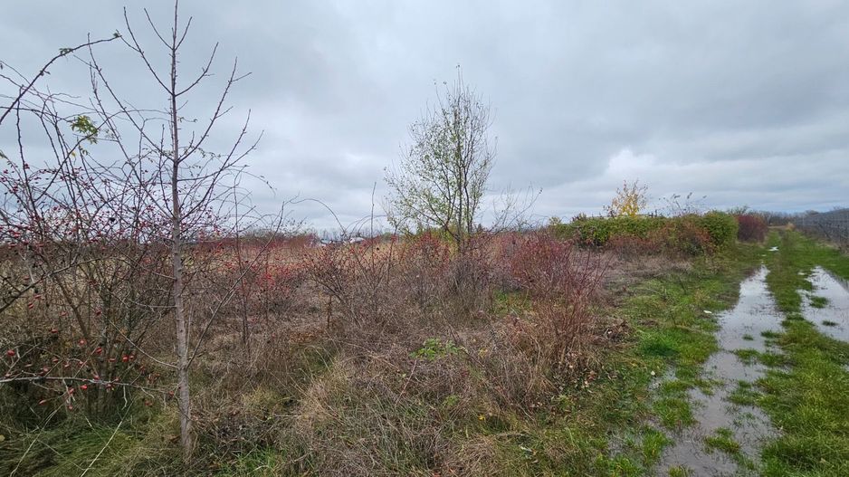 Teren 500 mp de vânzare – Siliștea Snagovului / Comuna Gruiu, Ilfov - Poză 2
