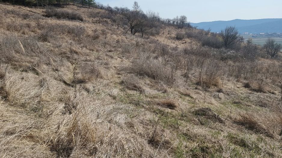 Teren de vanzare in Corunca –5.000 mp /55.000 EUR - Poză 3