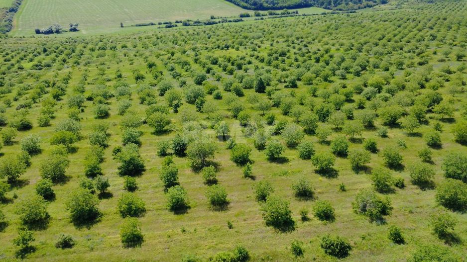 Teren Agricol, 11 HA, Bulăiești, Orhei - Poză 4